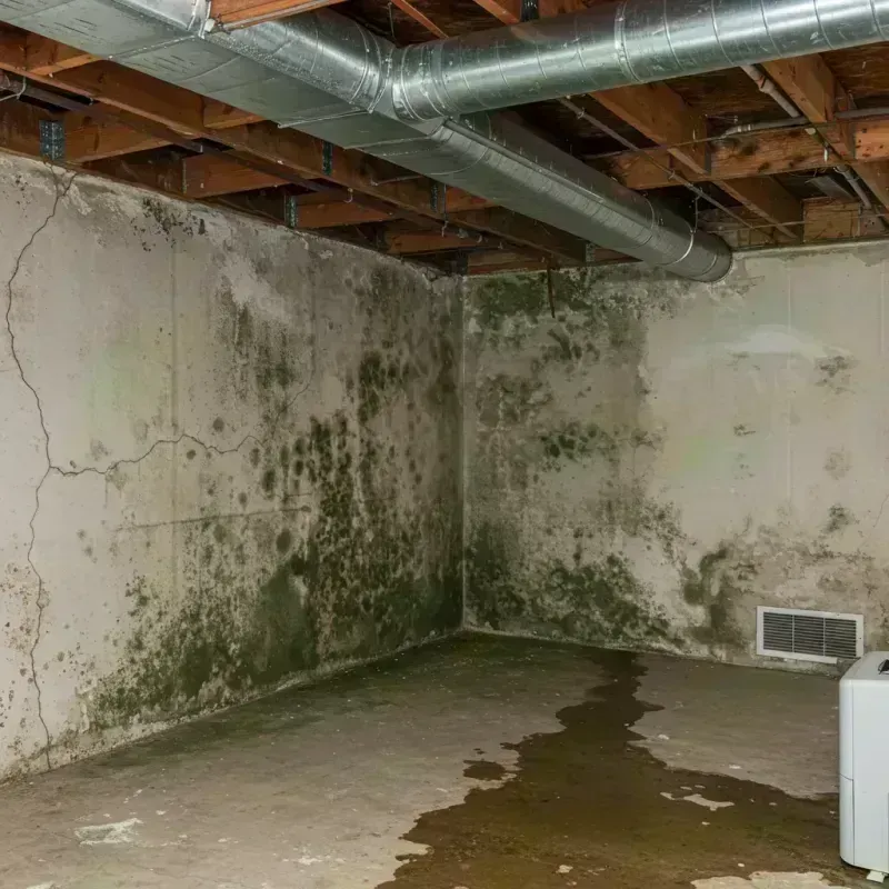 Professional Mold Removal in Sparta, IL